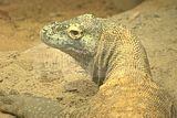 leipzig zoo-01_07_2011_gondwanaland_161